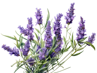 Fotobehang Detailed Lavender Bunch © dasom