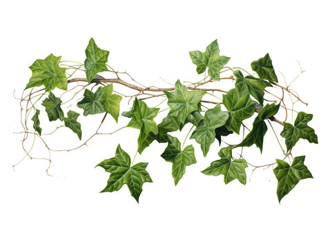 Detailed Ivy Leaves