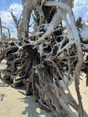 driftwood roots at the beach
