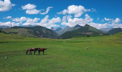 Fototapeta na wymiar horses and mountains