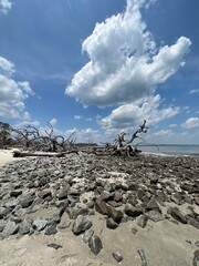 driftwood at the beach