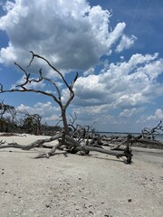 driftwood beach