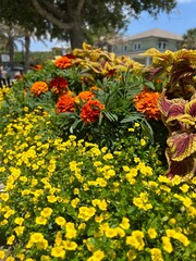flowers in the garden