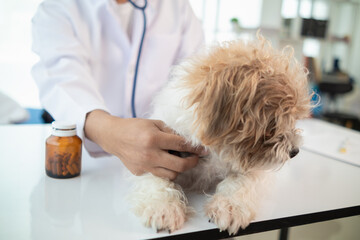 veterinarian is examining sick dogs so they can give you right medication and vaccinations to treat...