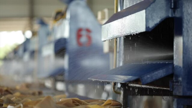 The close up view of the natural rubber sheet cleansing process by the auto industrial cleaning machines in a factory.