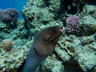 Large black moray in the coral reef of the Red Sea