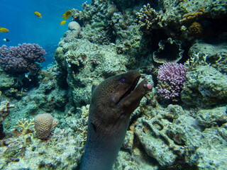Large black moray in the coral reef of the Red Sea