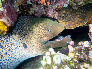 Large black moray in the coral reef of the Red Sea