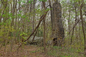 Abandoned old fireplace in a forest