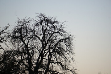 Winter trees in the city of Stuttgart