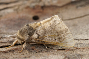 Closeup on the adult Oak Processionary Puss moth, Thaumtopoea processionea a pest species in Oak trees.