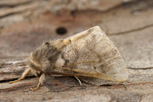 Closeup on the adult Oak Processionary Puss moth, Thaumtopoea processionea a pest species in Oak trees.