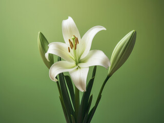 Easter lily flower in springtime on a green background