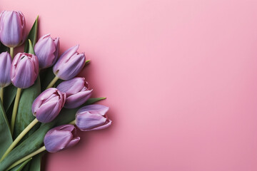 Pink Petal Poetry: Tulip Blooms Creating Colors