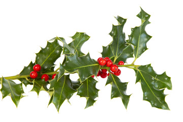 Houx ‘Ilex aquifolium’	