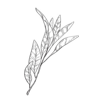sage plant sketch on white background clip art preview