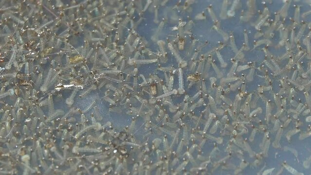 Group of mosquito larva in the puddle of water