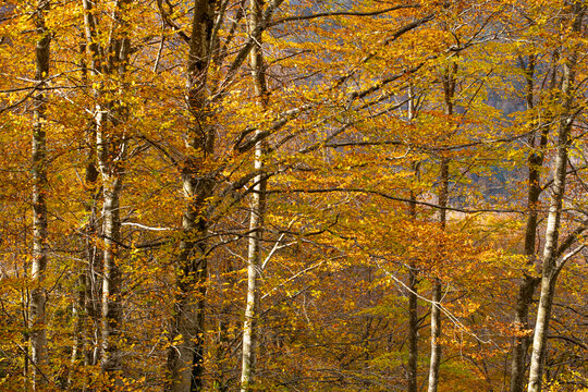 The beech forest in autumn in the Grevolosa forest in the province of Girona in Catalonia Spain
