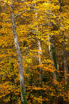 The beech forest in autumn in the Grevolosa forest in the province of Girona in Catalonia Spain