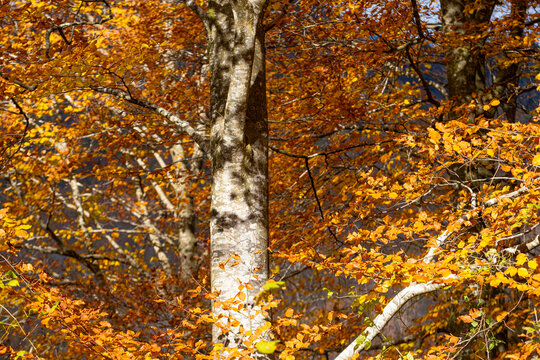 The beech forest in autumn in the Grevolosa forest in the province of Girona in Catalonia Spain