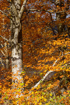 The beech forest in autumn in the Grevolosa forest in the province of Girona in Catalonia Spain