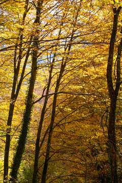 The beech forest in autumn in the Grevolosa forest in the province of Girona in Catalonia Spain
