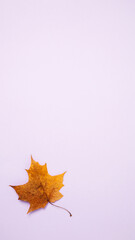 Symbol of autumn maple leaves on purple background. Vertical banner, flat lay, copy space, top view