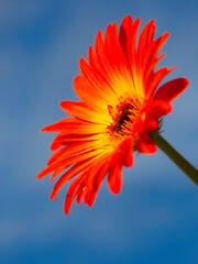 Single Orange Gerber Daisy Flower Head