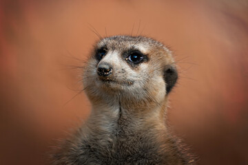 Single Meerkat with Soft Glow Background