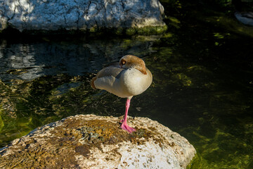 Common pochard sleeping while staying on one leg on a rock