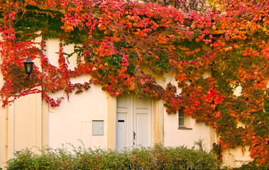 Fototapeta na wymiar the wall of an old house covered with creeper leafs autumn season Vienna Austria