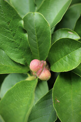 pink magnolia bud on a green background