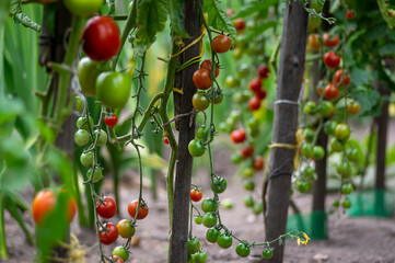 Red and green ripening edible tomatoes fruits hanging on tomato plant, tasty and healthy lifestyle ingredient for cooking