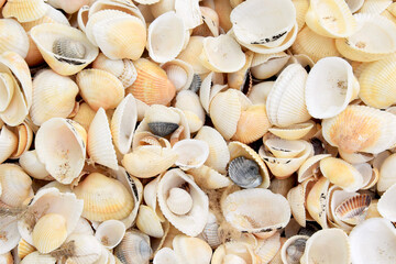 Natural background from sea shells