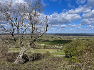 Autumnal tree overlooking english countryside