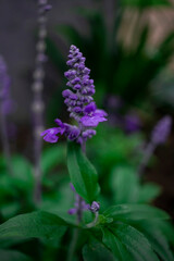 Obraz premium flor Salvia farinacea 
