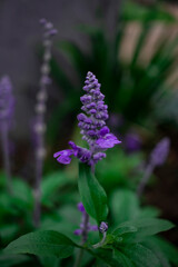 flor Salvia farinacea 