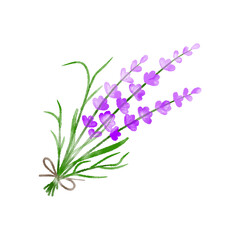 A watercolour bouquet of lavender. Lavender flowers isolated on white background