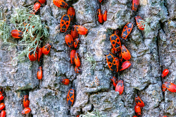 Colony of bed bugs Pyrrhocoridae red bugs, moskalik, moskal, soldier bugs, Cossack, wingless bugs - an insect of the red bug family crawls along the tree trunk. Flora and fauna