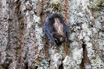 A bat resting on a tree. A small bat has found a place to rest on a tree trunk. close up.