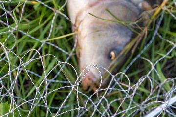 Freshly caught carp in a wet carp bed. Carp fishing. Professional fishing equipment. Sports fishing. Fish out of focus