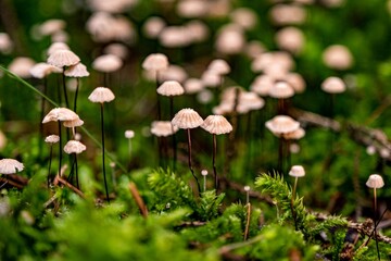 Small mushrooms growing in a large group on green moss, side view. The background blurs