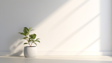 Fond abstrait pour la présentation de produits. Avec ombres et lumières des fenêtres, avec un pot de fleur, blanc.
