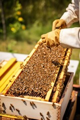 Beekeeper checking the honey harvest from the hive. Generative AI