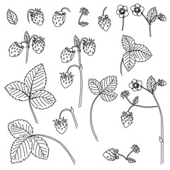 Berries and leaves. Wild berries painted line on a white background. Strawberries. Vector.	