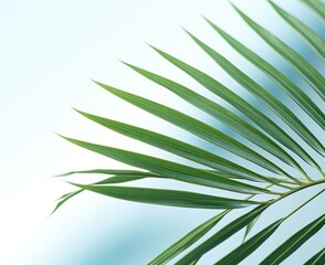 Palm leaf natural background
