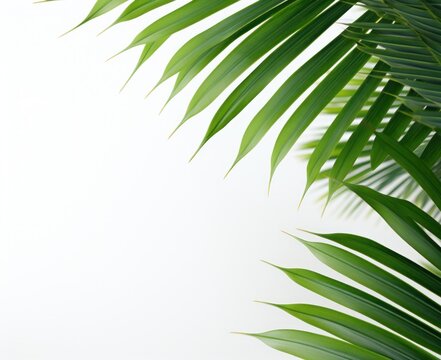 Palm leaf natural background © olegganko
