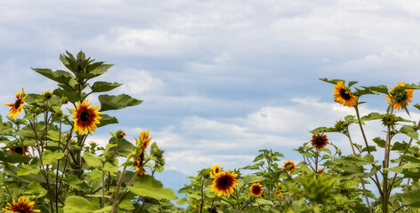 Sunflowers at the peak before harvest in Colorado