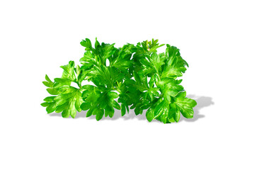 Fresh organic parsley, isolated on a white background. Elements for label design. . High quality photo