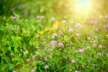 Wild Flowers with Soft Glow and Sun Light